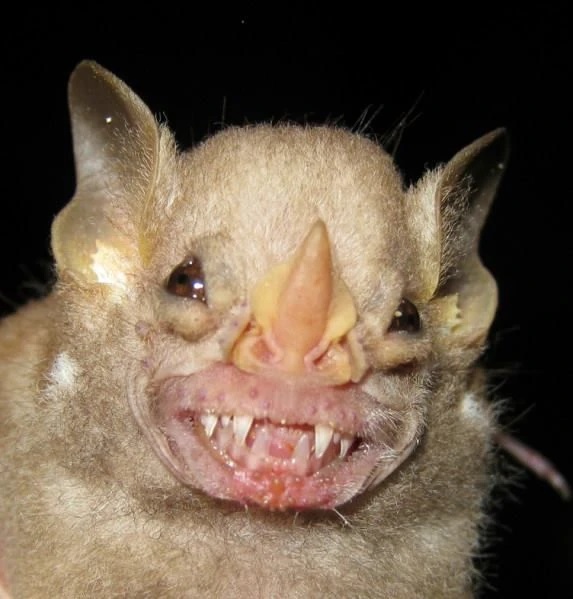 White-Shouldered Bat