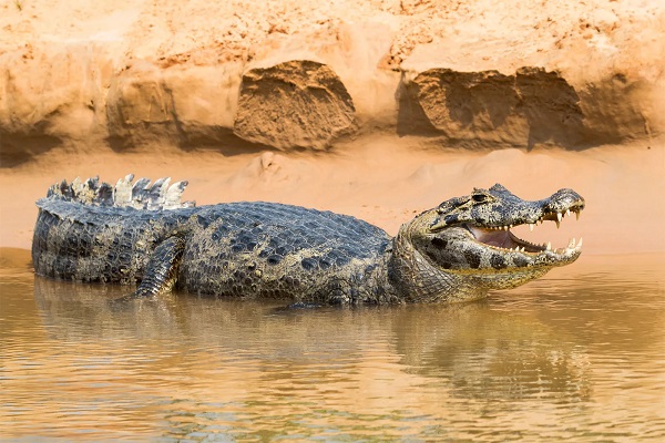 Black Caiman