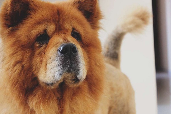 chow chow