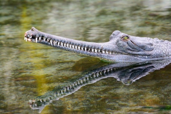 Gharial