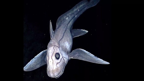 Ghost Shark