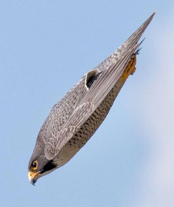 Peregrine Falcon