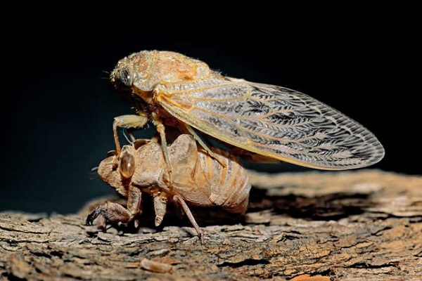 African Cicada