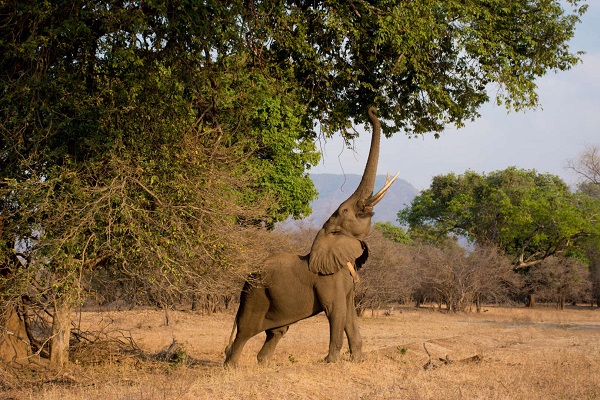 African Elephant