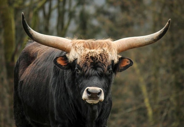 Aurochs (Bos primigenius)