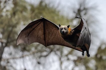 Bat