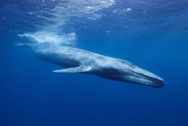 Blue Whale