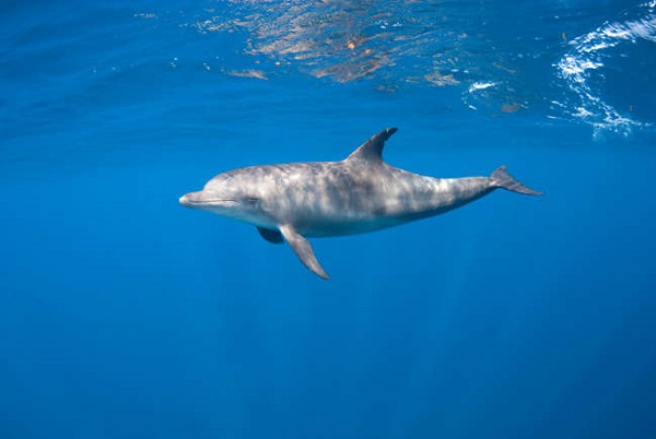 Bottlenose Dolphin