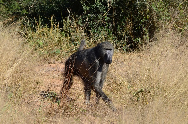 Chacma Baboon