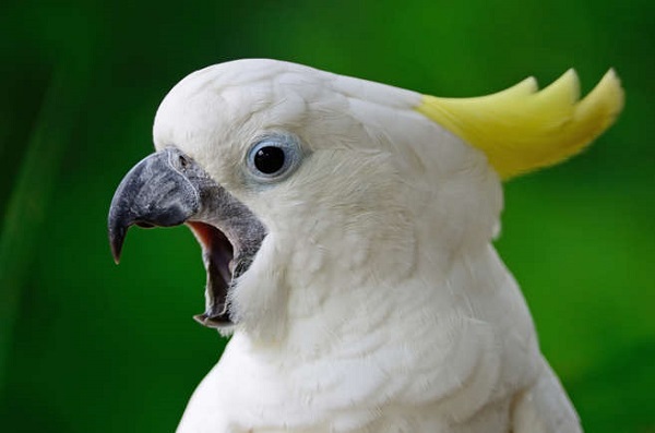 Cockatoo