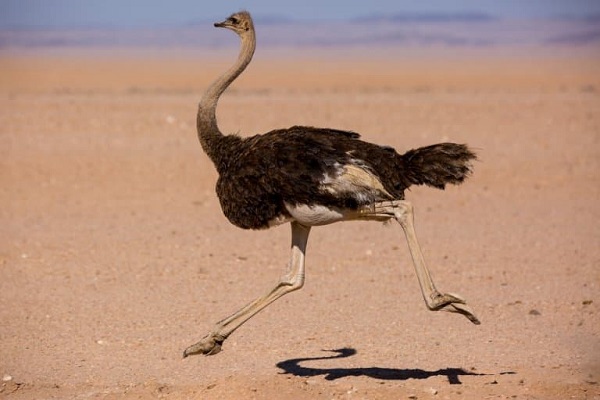 Common Ostrich