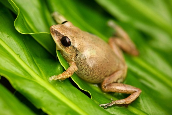 Coquí Frog