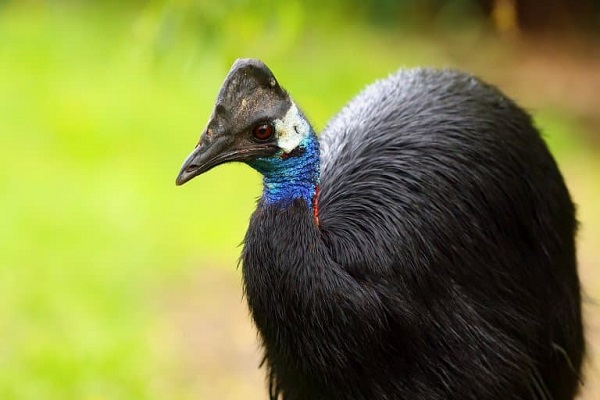 Dwarf Cassowary