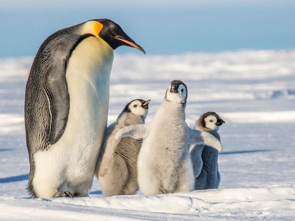 Emperor Penguin