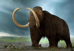 Extinct Animals That Lived on Earth