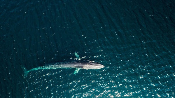 Fin Whale