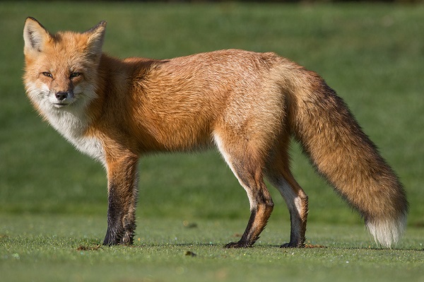 Fox