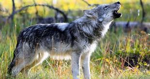 Gray Wolf