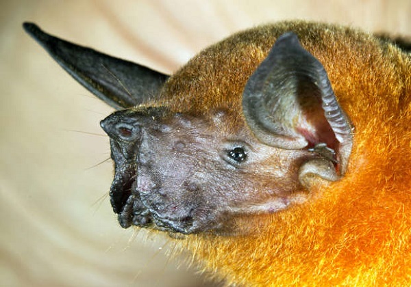 Greater Bulldog Bat