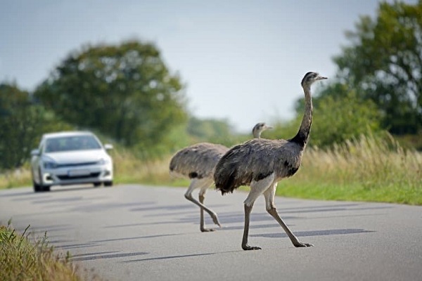 Greater Rhea