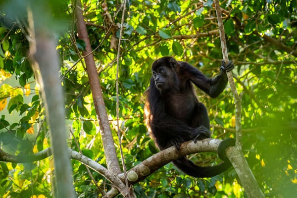 Howler Monkey