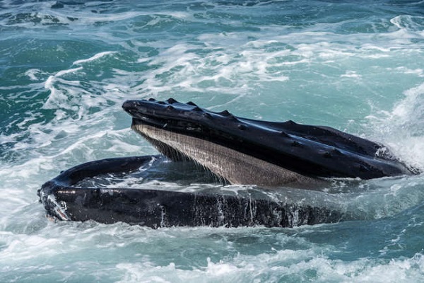 Humpback Whale