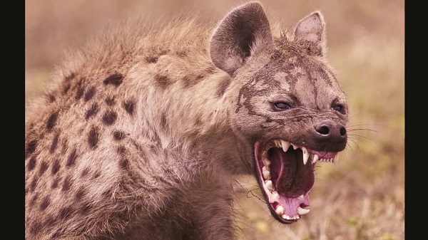 Hyena