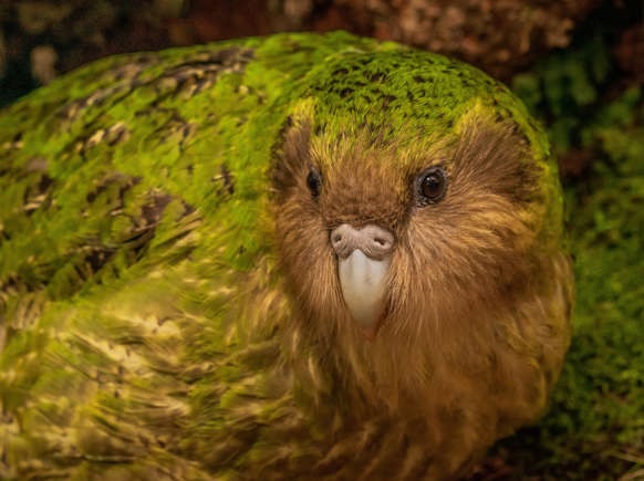 Kakapo