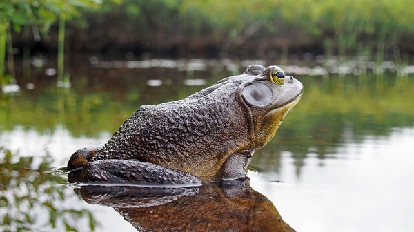 North American Bullfrog