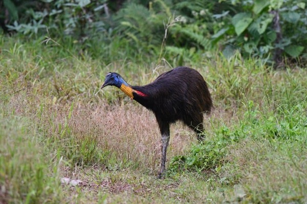 Northern Cassowary