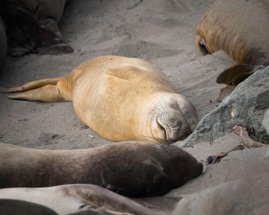 Nothern Elephant Seal