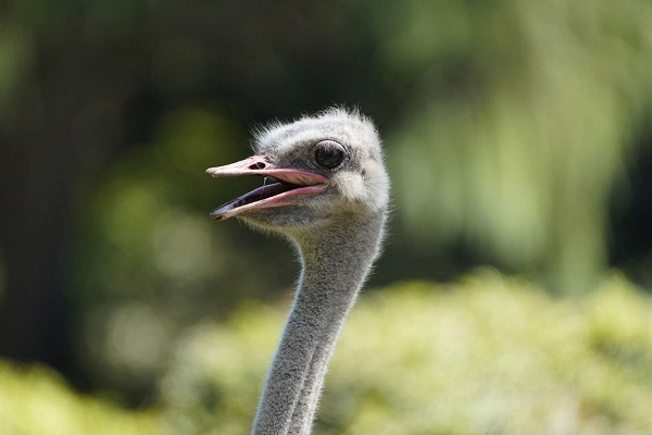 Ostrich