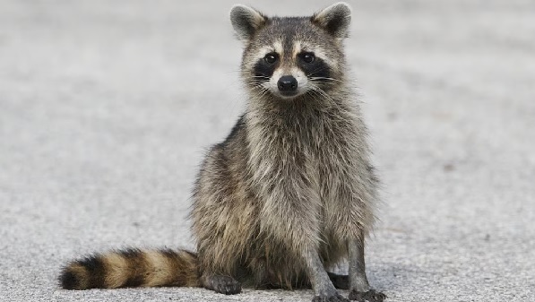 Raccoon