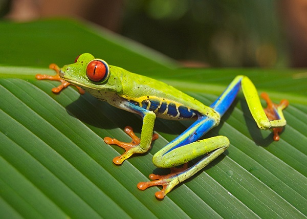 Red-eye tree frog