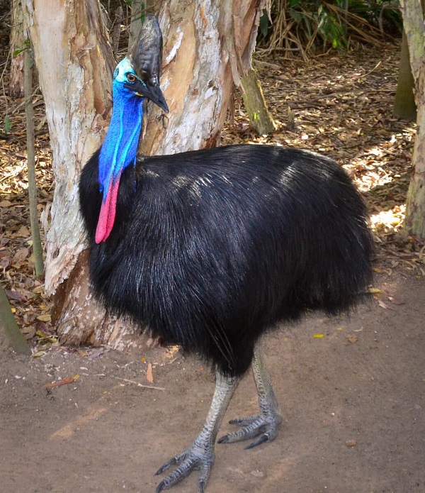 Southern Cassowary