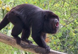 The Loudest Animals in the World