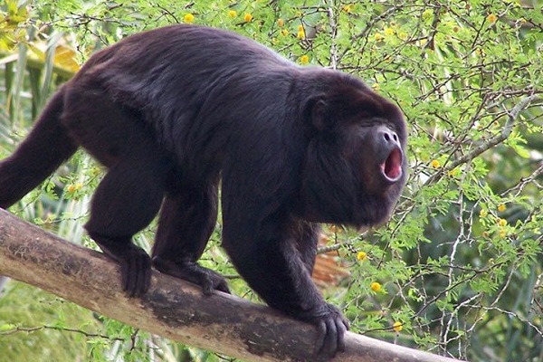 The Loudest Animals in the World