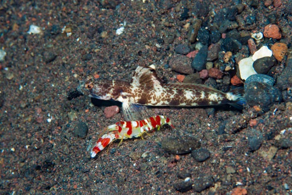 Tiger Pistol Shrimp