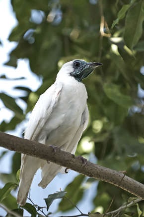 White Bellbird