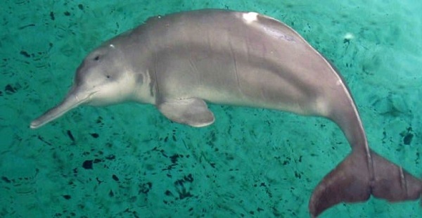 Yangtze River Dolphin (Lipotes vexillifer)