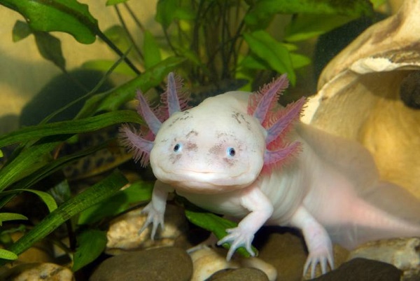 Axolotl