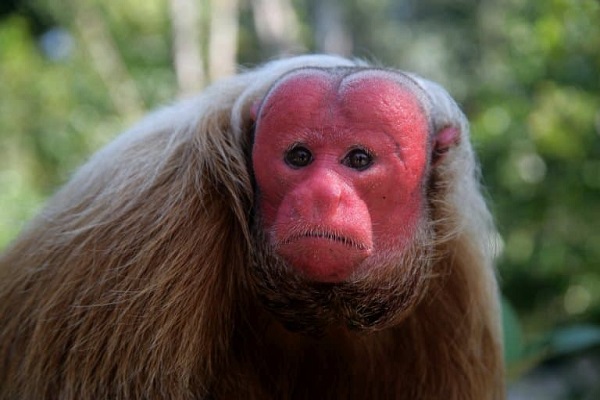 Bald Uakari