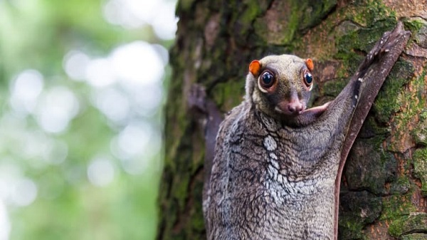 Colugo (flying lemur)