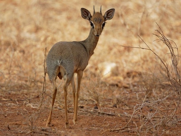 Dik-dik