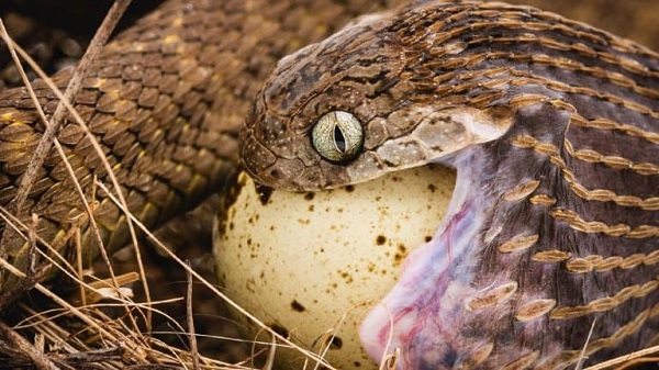 Egg-Eating Snake