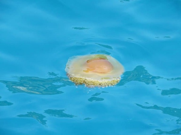 Fried Egg Jellyfish