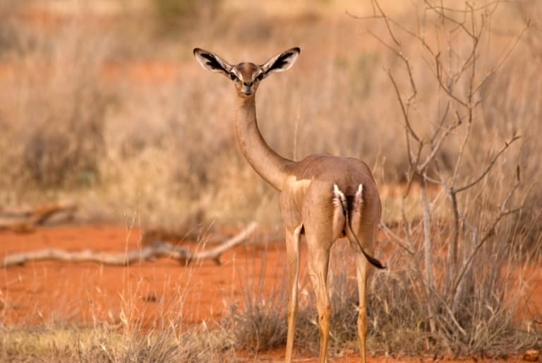 Gerenuk