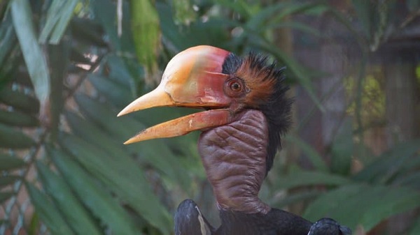 Helmeted Hornbill