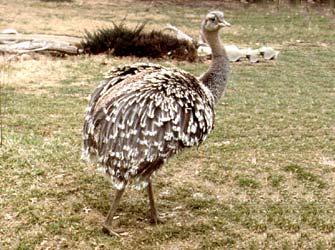 Lesser Rhea