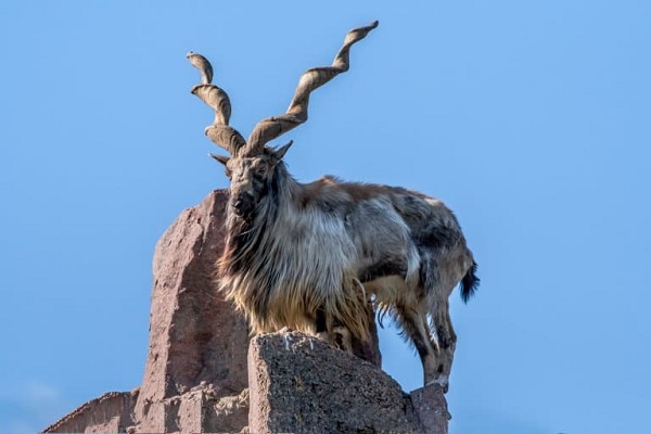 Markhor